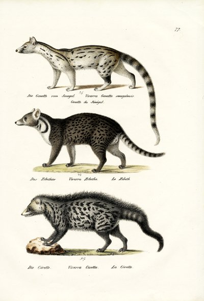 Civet by Karl Joseph Brodtmann